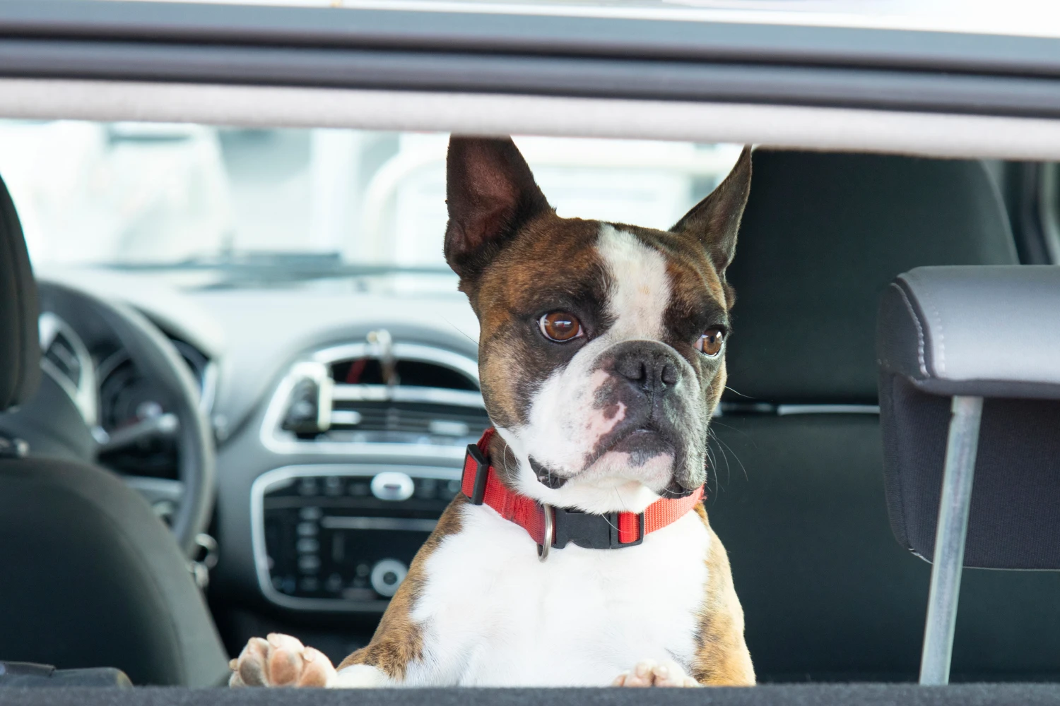 Honda Fit Dog Safety Belt for Boston Terriers