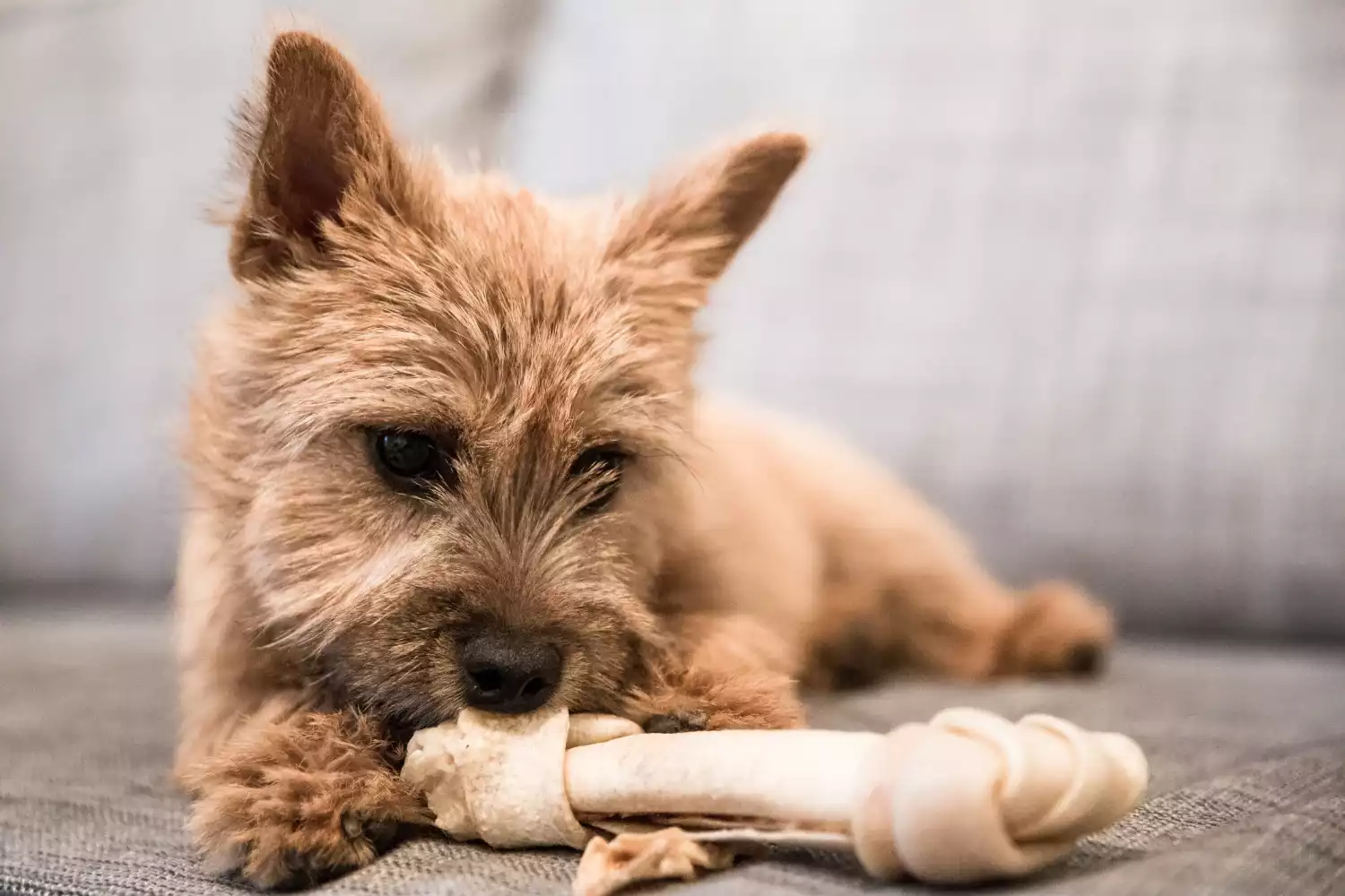 Dog Carrier Purse for Norwich Terrier