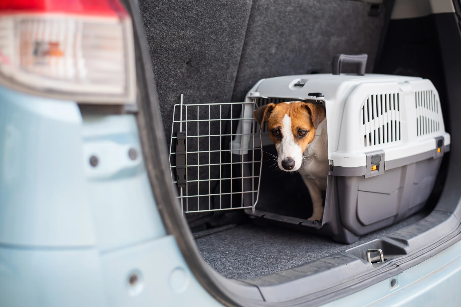 Toyota Camry Dog Carrier Car Seat for Tenterfield Terrier