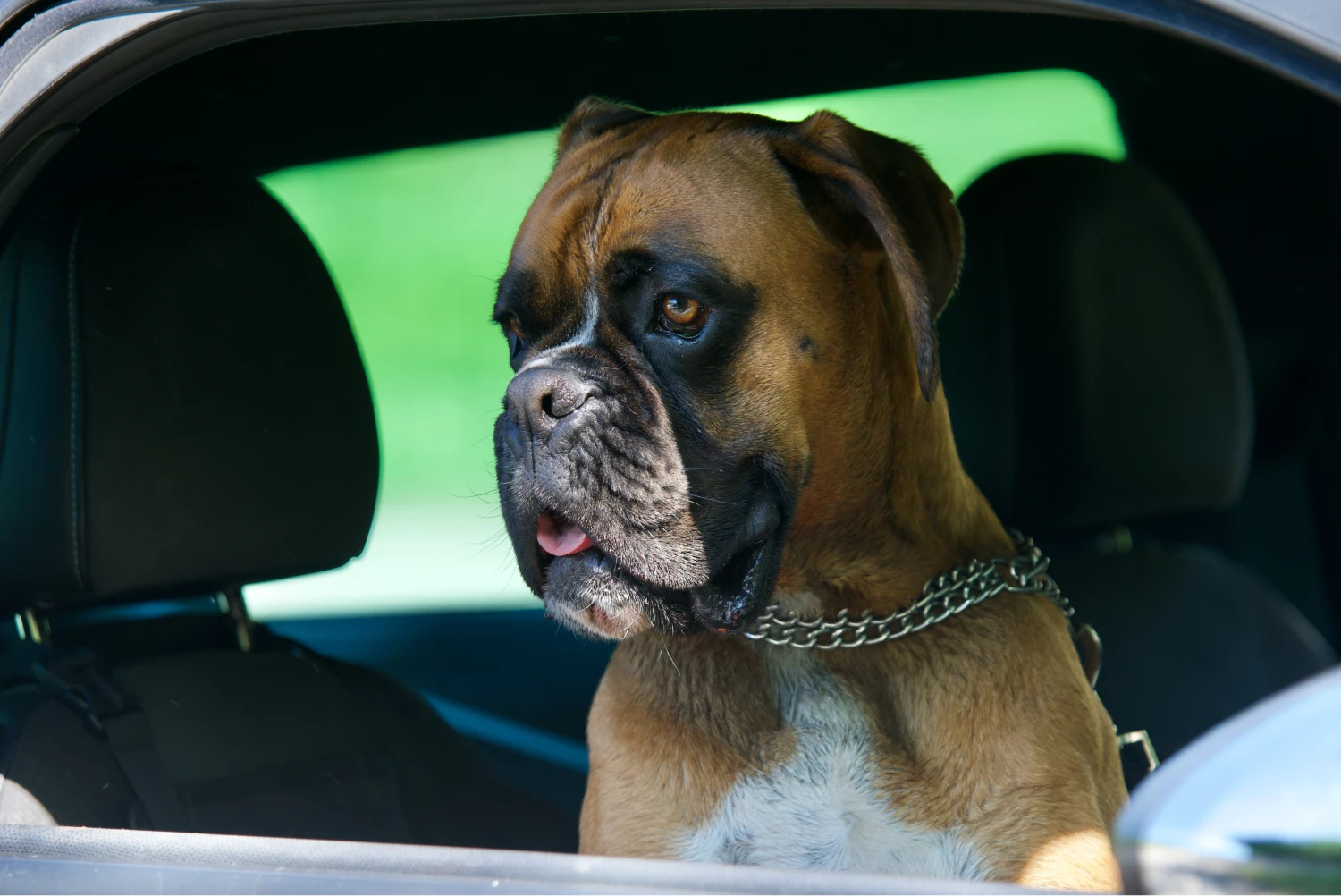 Ford Ranger Dog Safety Belt for Boxers