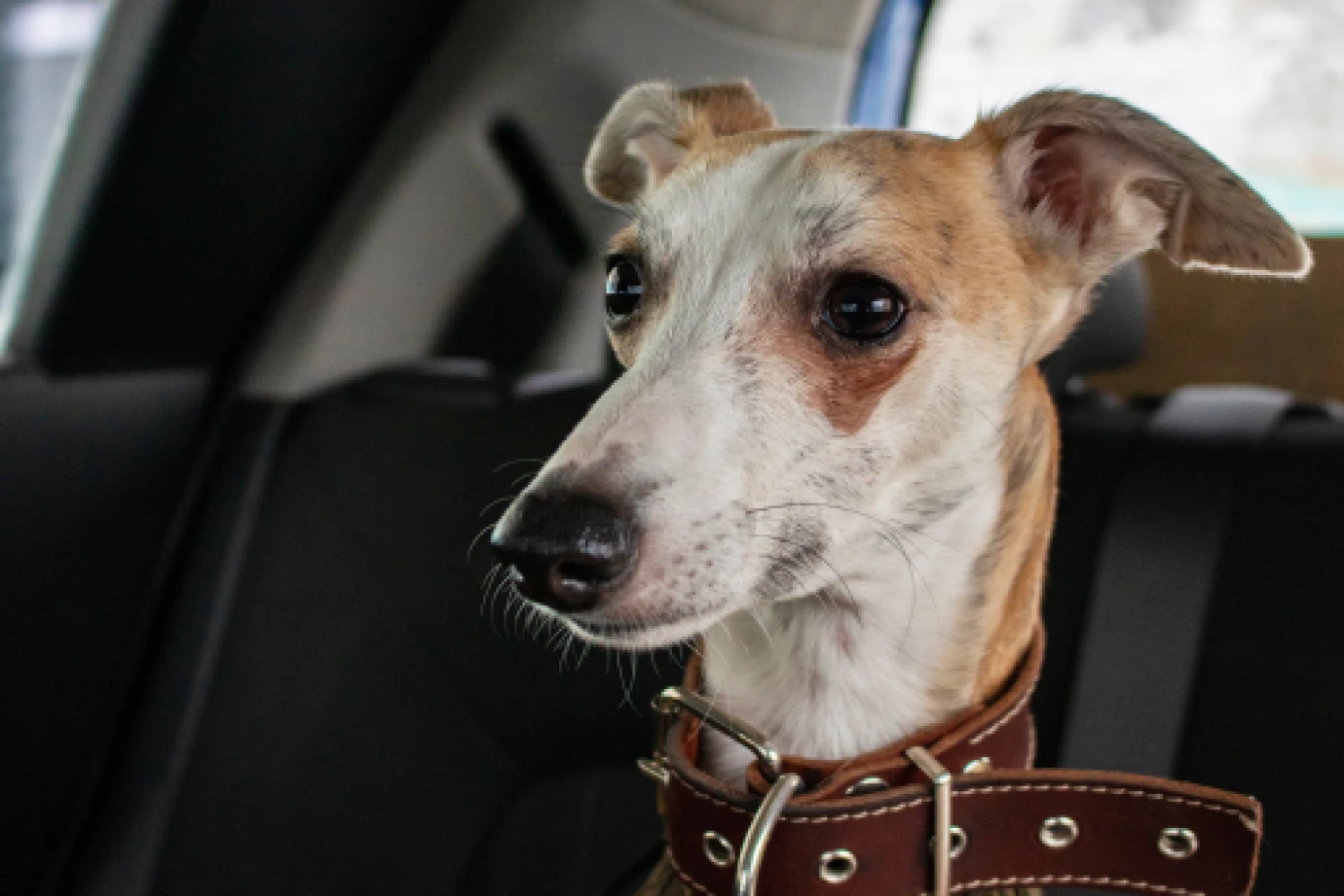 Chevrolet Malibu Dog Safety Belt for Whippets