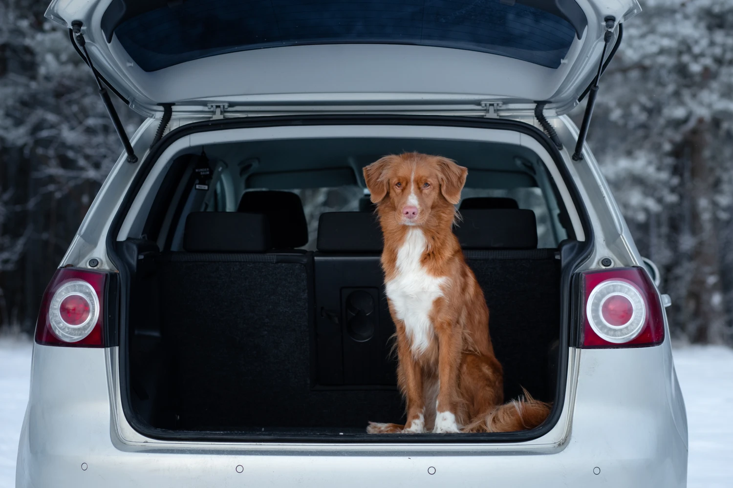 Ford Escape Dog Car Seat for Duck Tolling Retrievers