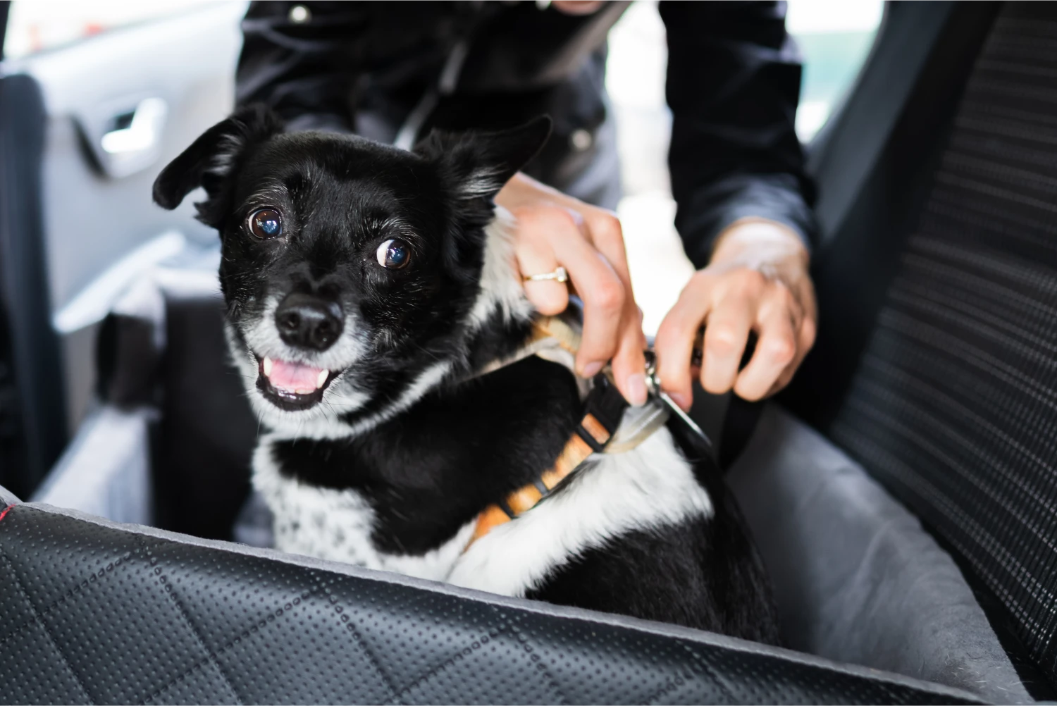 Ford Ranger Dog Safety Belt for Boxers