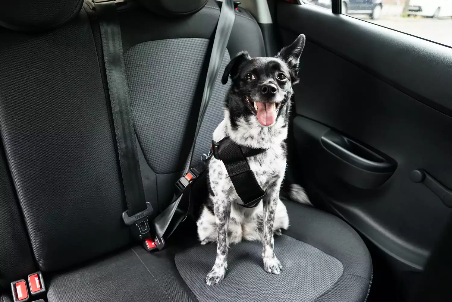 Honda Fit Dog Safety Belt for Boston Terriers